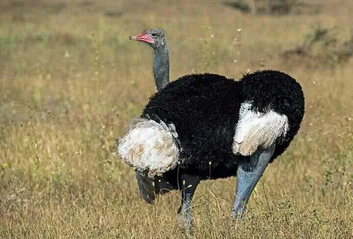 somali ostrich